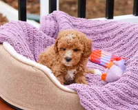 F1B Cici, a female Cavapoo for sale in Syracuse, IN – Photo 7 of 10