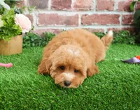 F1B Cici, a female Cavapoo for sale in Syracuse, IN – Photo 2 of 10
