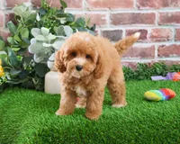 F1B Cici, a female Cavapoo for sale in Syracuse, IN – Photo 4 of 10
