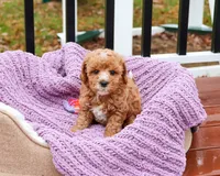 F1B Cici, a female Cavapoo for sale in Syracuse, IN – Photo 6 of 10