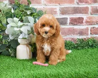 F1B Cici, a female Cavapoo for sale in Syracuse, IN – Photo 1 of 10