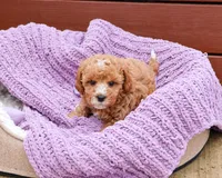 F1B Cici, a female Cavapoo for sale in Syracuse, IN – Photo 5 of 10