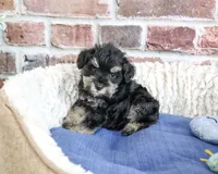 AKC Jimmy, a male Miniature Schnauzer for sale in Syracuse, IN – 6 of 6