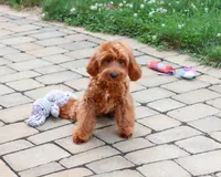 F1B Noelle , a female Cavapoo for sale in Syracuse, IN – 3 of 9