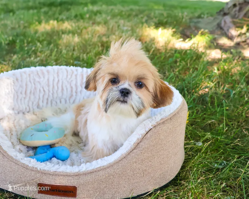 AKC Theon  – Shih Tzu puppy for sale in Syracuse, IN