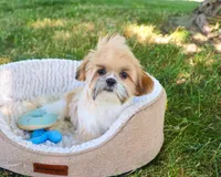 AKC Theon , a male Shih Tzu for sale in Syracuse, IN – 1 of 10