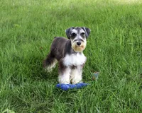 AKC Champ, a male Miniature Schnauzer for sale in Syracuse, IN – 3 of 5