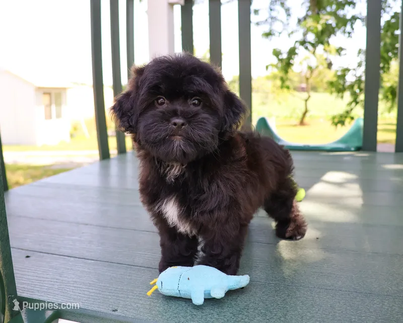 Harry  – Shihpoo puppy for sale in Syracuse, IN