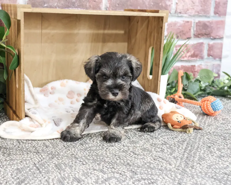 AKC Truman – Miniature Schnauzer puppy for sale in Syracuse, IN