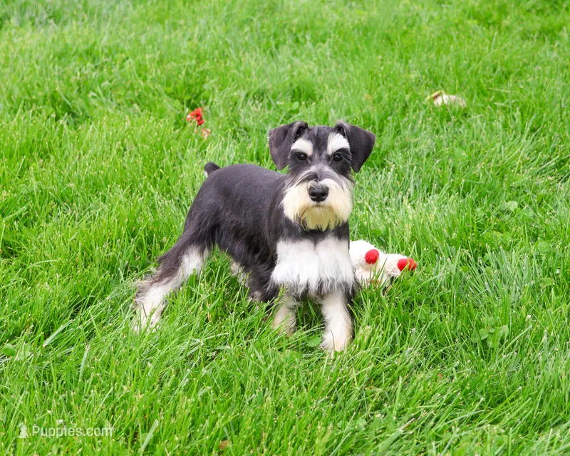 AKC Azriel – Miniature Schnauzer puppy for sale in Syracuse, IN