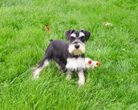 AKC Azriel, a male Miniature Schnauzer for sale in Syracuse, IN – 1 of 10