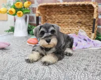 AKC Maria, a female Miniature Schnauzer for sale in Syracuse, IN – Photo 2 of 9