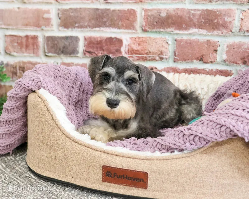 AKC Maria – Miniature Schnauzer puppy for sale in Syracuse, IN