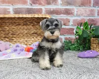 AKC Maria, a female Miniature Schnauzer for sale in Syracuse, IN – Photo 6 of 9