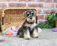 AKC Maria, a female Miniature Schnauzer for sale in Syracuse, IN – Photo 4 of 9