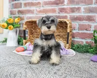 AKC Maria, a female Miniature Schnauzer for sale in Syracuse, IN – Photo 5 of 9