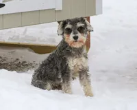 AKC Maria, a female Miniature Schnauzer for sale in Syracuse, IN – Photo 9 of 9