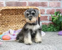AKC Maria, a female Miniature Schnauzer for sale in Syracuse, IN – Photo 7 of 9
