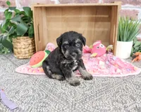 AKC Tessa , a female Miniature Schnauzer for sale in Syracuse, IN – 5 of 6