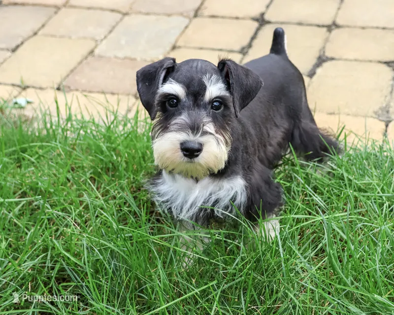 AKC Jeremy  – Miniature Schnauzer puppy for sale in Syracuse, IN