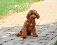 F1B Noelle , a female Cavapoo for sale in Syracuse, IN – 2 of 9