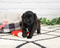 Harry , a male Shihpoo for sale in Syracuse, IN – 3 of 7