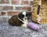 AKC Alice, a female Shih Tzu for sale in Syracuse, IN – 5 of 5