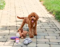 F1B Matilda , a female Cavapoo for sale in Syracuse, IN – 2 of 10