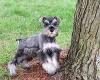 AKC Winter, a female Miniature Schnauzer for sale in Syracuse, IN – 3 of 10