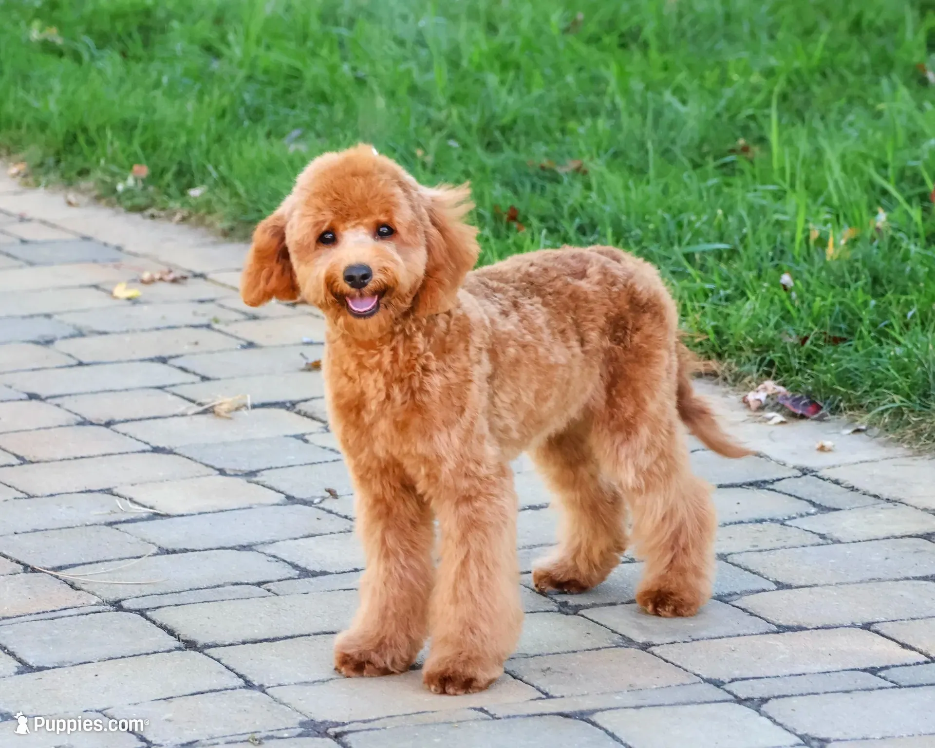 F1B Chanel, a female Cavapoo for sale in Syracuse, IN – 2 of 10