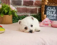 Caroline, a female West Highland White Terrier for sale in Syracuse, IN – 2 of 7