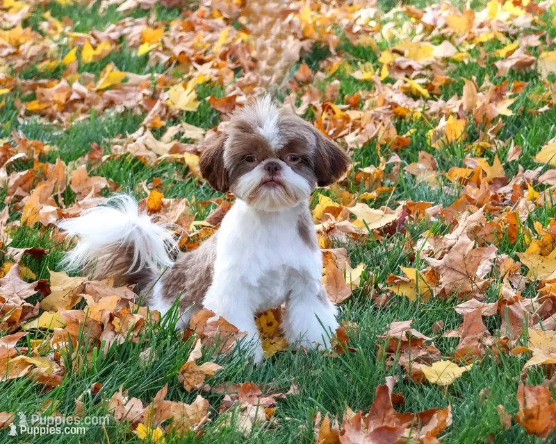 AKC Andre  – Shih Tzu puppy for sale in Syracuse, IN