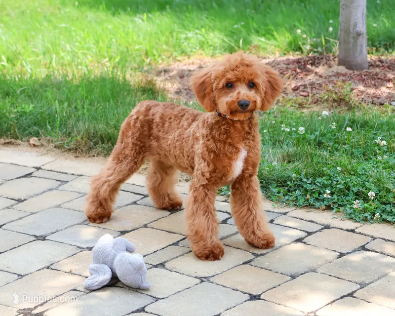 F1B Matilda  – Cavapoo puppy for sale in Syracuse, IN