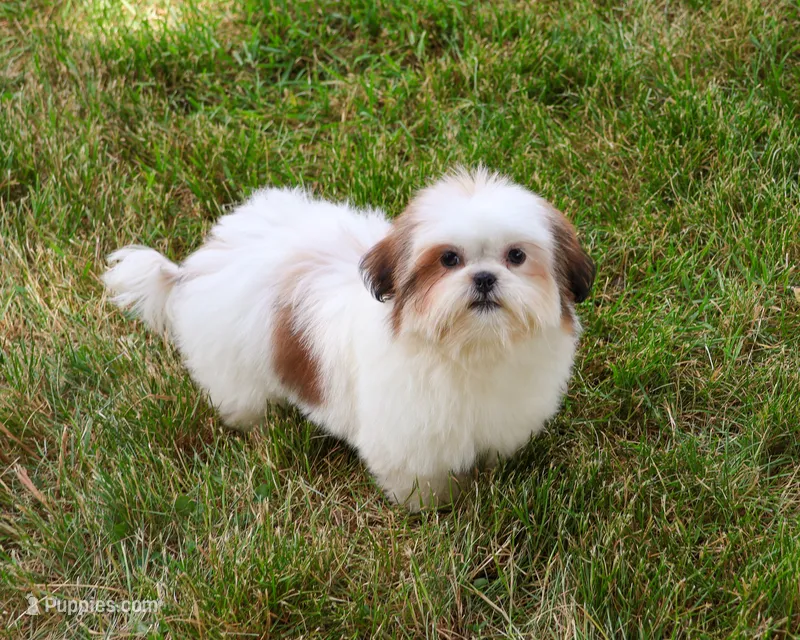 AKC Freckles  – Shih Tzu puppy for sale in Syracuse, IN