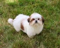 AKC Freckles , a female Shih Tzu for sale in Syracuse, IN – 1 of 10
