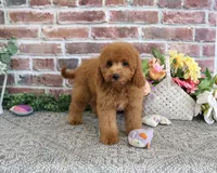 F1B Chanel, a female Cavapoo for sale in Syracuse, IN – 4 of 9