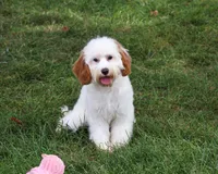 F1 Emerald, a female Cavapoo for sale in Syracuse, IN – 3 of 10