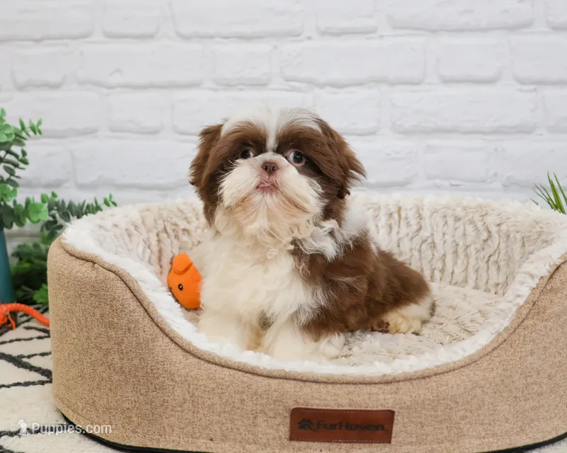 AKC Andre  – Shih Tzu puppy for sale in Syracuse, IN