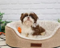 AKC Andre , a male Shih Tzu for sale in Syracuse, IN – 1 of 9