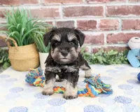 AKC Landon, a male Miniature Schnauzer for sale in Syracuse, IN – 3 of 4