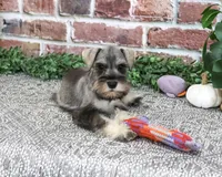 AKC Draya, a female Miniature Schnauzer for sale in Syracuse, IN – 2 of 5