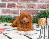 F1B Noelle , a female Cavapoo for sale in Syracuse, IN – 5 of 7