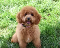 F1B Chanel, a female Cavapoo for sale in Syracuse, IN – 6 of 10