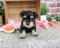 AKC Crystal, a female Miniature Schnauzer for sale in Syracuse, IN – 5 of 5