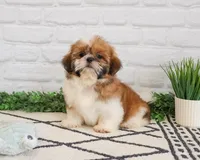 AKC Flash , a male Shih Tzu for sale in Syracuse, IN – Photo 7 of 9