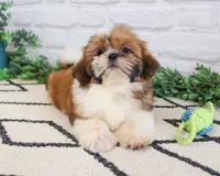 AKC Flash , a male Shih Tzu for sale in Syracuse, IN – Photo 5 of 9