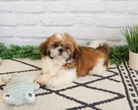 AKC Flash , a male Shih Tzu for sale in Syracuse, IN – Photo 6 of 9