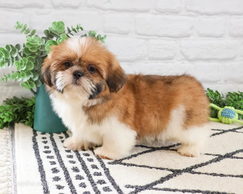 AKC Flash  – Shih Tzu puppy for sale in Syracuse, IN