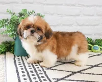 AKC Flash , a male Shih Tzu for sale in Syracuse, IN – Photo 1 of 9