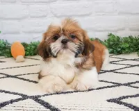 AKC Flash , a male Shih Tzu for sale in Syracuse, IN – Photo 3 of 9